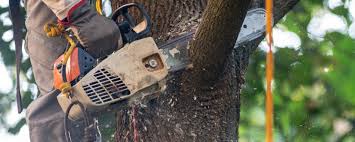 Best Storm Damage Tree Cleanup  in Viroqua, WI