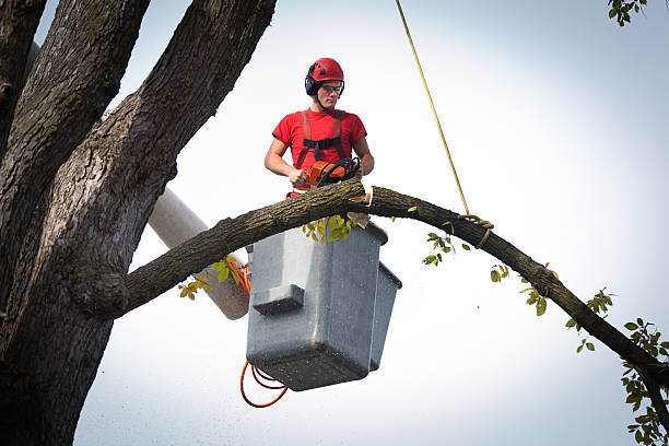 Professional  Tree Services in Viroqua, WI